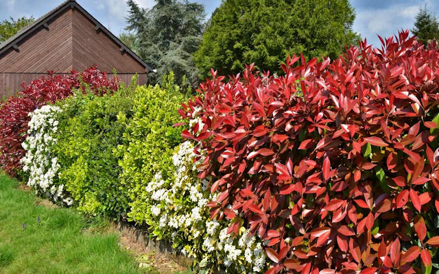 The Three Best Privacy hedging plants delivery Brisbane you can have