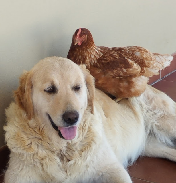 Un perro echado en el suelo y una gallina subida encima