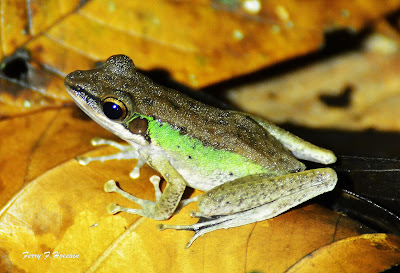 Katak Indonesia