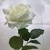 Mawar Putih