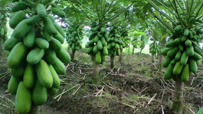 Cara Menanam Pepaya di Kebun dan di Sawah Hasil Melimpah