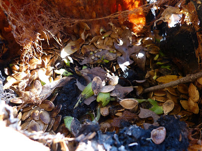 What can you do with a pumpkin? From decoration to dessert, and even decomposition