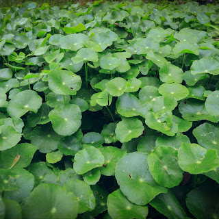 gotu kola, gotu cola, Centella asiatica, hydrocotyle, Indische waternavel, Aziatische waternavel