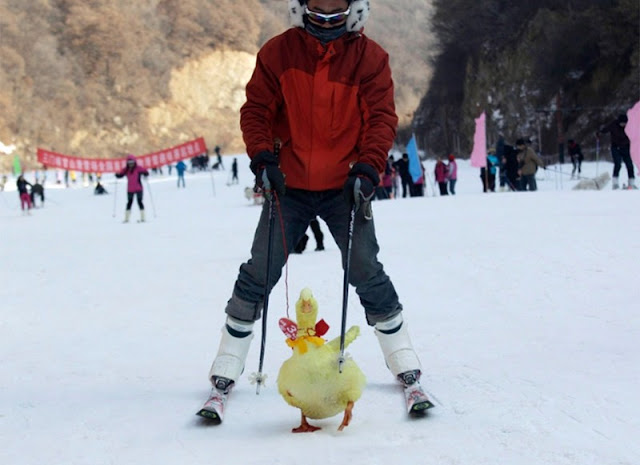 On a ski track at a ski resort in Sanmenxia, Henan province, China, one of the tourists rides with his hand duck.