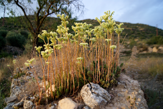 Flors entremig de les roques al Camí d'escomelles (Torà) per Teresa Grau Ros