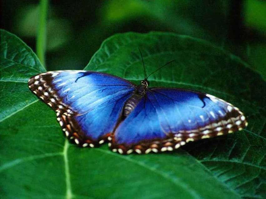 butterfly wallpaper. Blue utterfly wallpaper