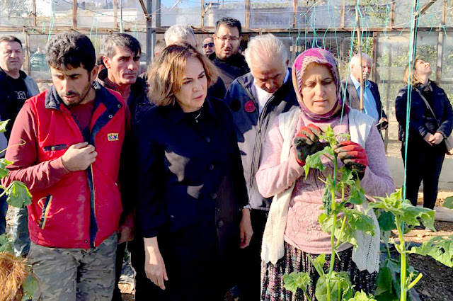 AK Parti’li Yılmaz’dan dolu nedeniyle hasar gören seralarda inceleme