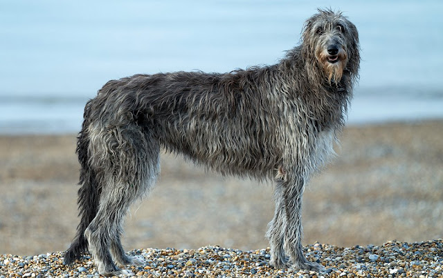 "Majestic Scottish Deerhound dog standing tall with a regal presence, showcasing its elegant physique and noble demeanor."