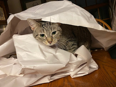 A grey cat with dark stripes is poking her head out of a pile of large sheets of crumpled paper, presumably having made the mess herself.