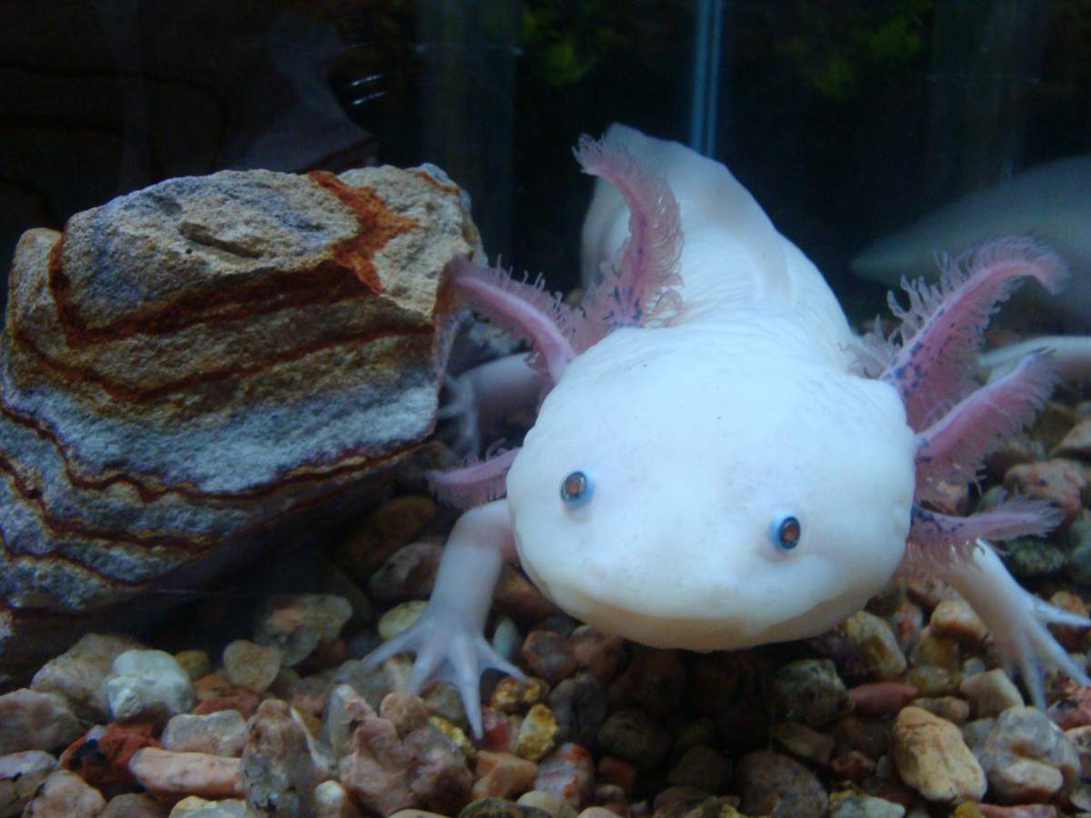 Axolotl | Wild Life Animal