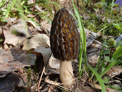 grzyby 2017, grzyby wiosenne, grzyby w kwietniu, workowce, Morchella conica smardz stożkowaty, Verpa bohemica naparstniczka czeska,  Mitrophora semilibera mitrówka półwolna, Verpa conica naparstniczka stożkowata, Gyromitra esculenta piestrzenica kasztanowata, 