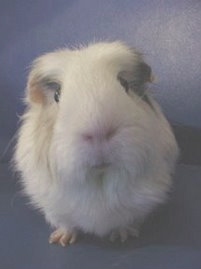 Sophie-An Adopted Piggie