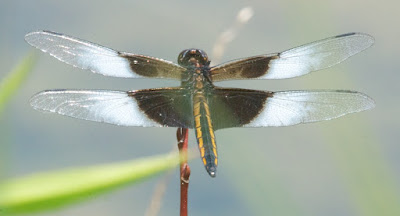 Widow Skimmer (Libellula luctuosa)