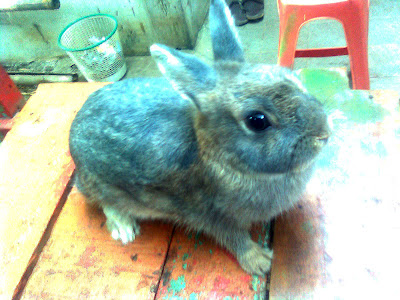 kelinci netherland dwarf