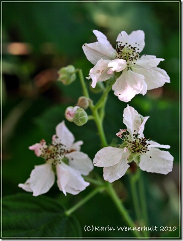 Björnbärsblommor