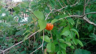 Pitanga fruit on the bush