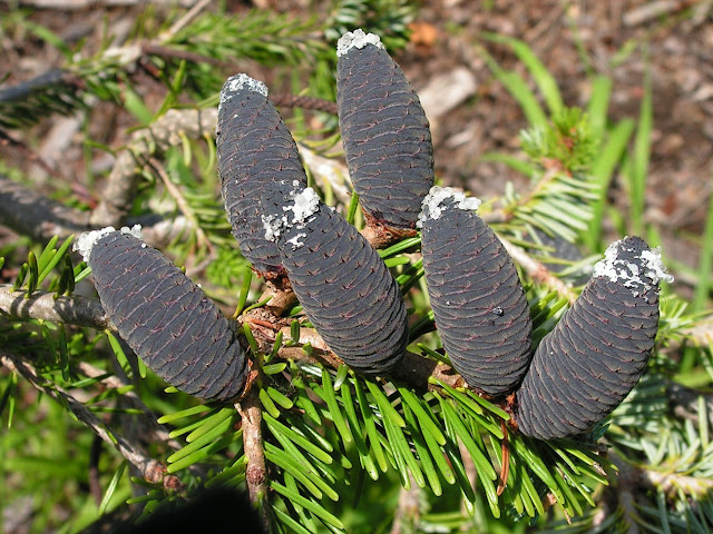 Пихта белокорая / Пихта почкочешуйная (Abies nephrolepis)