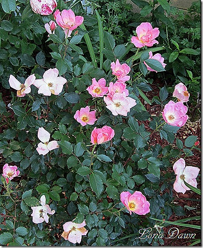 Rose_Rainbow_Knockout_May19