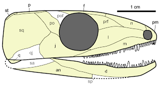 Hylonomus kafatası