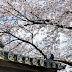 Spring in Japan: Sakura Season and Hanami in Kyoto!