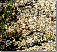 Lizard[1]