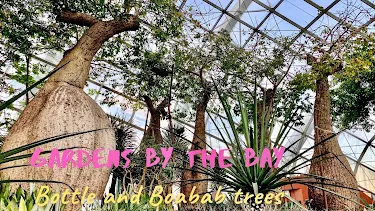 Bottle and Baobab Trees at Flower Dome