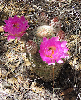 Echinocereus pectinatus, Rainbow Cactus