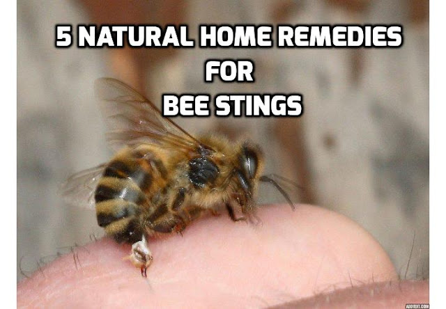 If you are thinking of what can you do after being stung by a bee, read on here to find out about the 5 effective home remedies for bee stings you can use to help ease the discomfort.