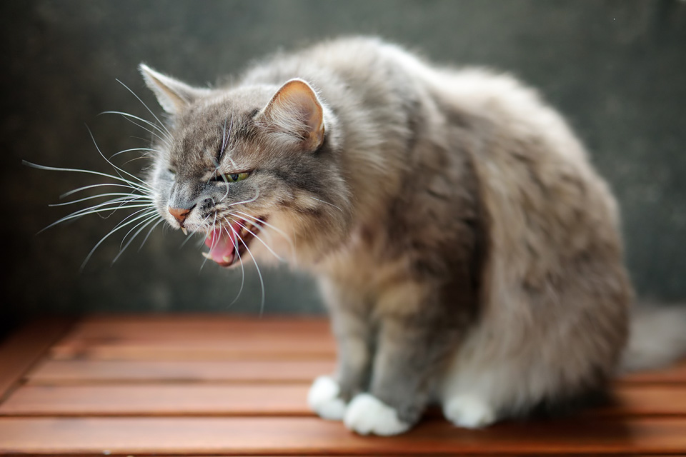 What causes asthma in cats?