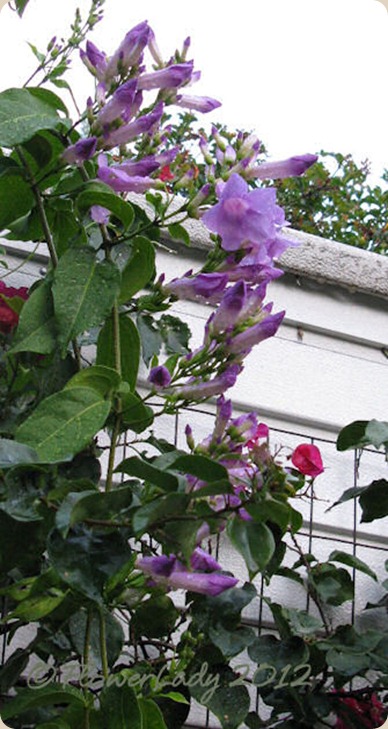 05-18-thunbergia5