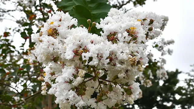 サルスベリの白い花は珍しいかもしれません