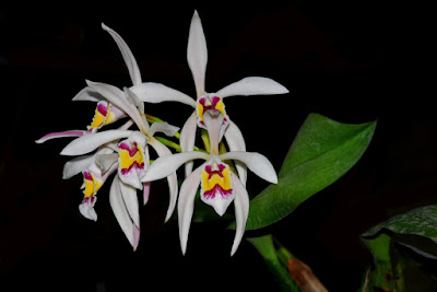 Cattleya iricolor orchid plant care and culture