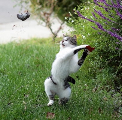 foto kejadian kucing lucu