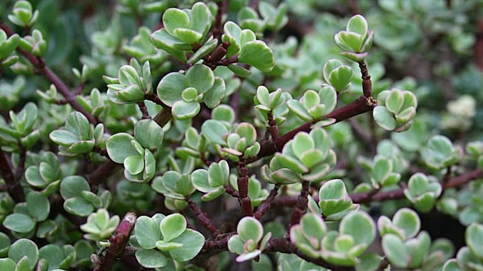 3 things to keep in mind when growing the Jade Plant