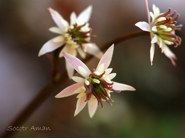Coptis japonica