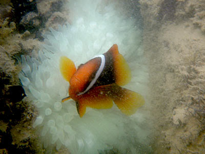 Tomato Clownfish (Amphiprion frenatus)