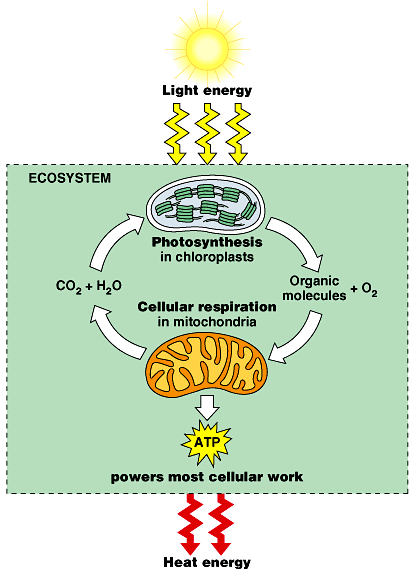 Glycolysis