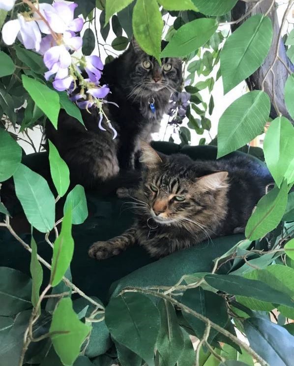 Maine Coon Cat Furniture