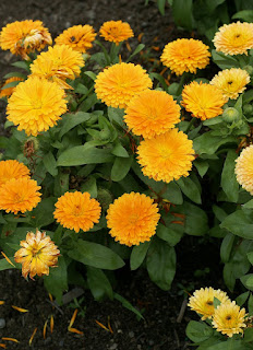 Calendula officinalis Nana 'Apricots & Oranges'