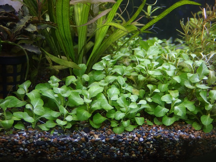 水草プロパガンダ 前景草のアンチテーゼ