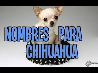 Muchas familias poseen un Chihuahua. Es una de las razas de perro más pequeño. Vamos a explorar los nombres bonitos, lindos y buenos perros de la raza.