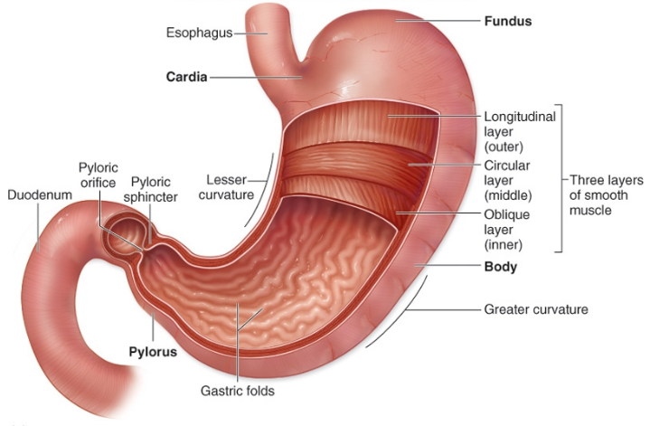 Hasil gambar untuk anatomi esofagus
