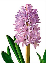 hyacinth