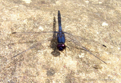 Indigo Dropwing