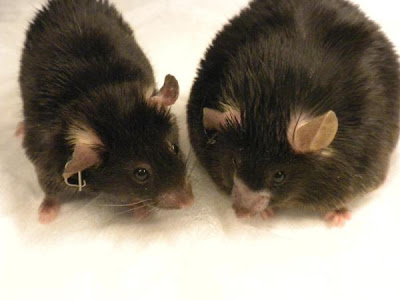 Tikus gemuk di sebelah kanan diberi diet tinggi lemak (diet ketogenik). Tikus di sebelah kiri diberi makan diet yang sama namun berat badannya normal setelah diberi asupan amlexanox.