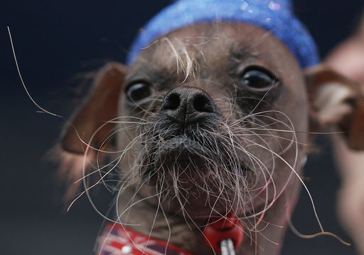 世界で最も醜い犬コンテスト カリフォルニアで開催 The Dog Ear