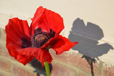 Single oriental poppy in full sun with shadow