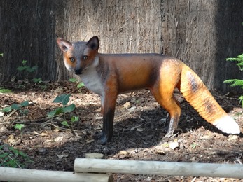 2018.06.30-058 renard dans la forêt d'Elfik