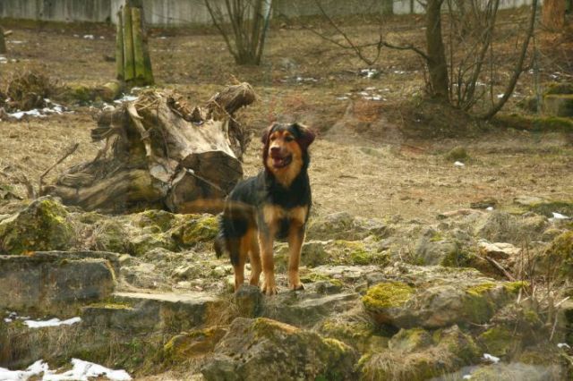 interspecies friendships, a dog and tiger, funny animal photos, animal pictures, dog and tiger cub at the zoo, dog and tiger are friends