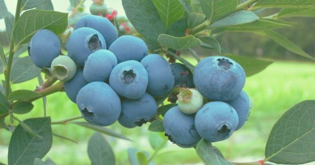 Blue Fruits